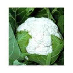Cauliflower Hybrid Seeds Manufacturer Supplier Wholesale Exporter Importer Buyer Trader Retailer in Hyderabad Andhra Pradesh India